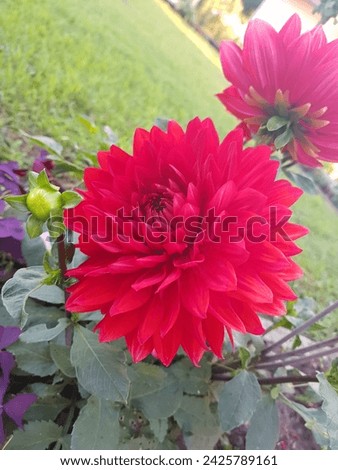 A beautiful red big flower. It is filled with many petals, its leaves are dark green. The name of this flower is Dahlia.