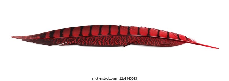 Beautiful red bird feather isolated on white, top view
