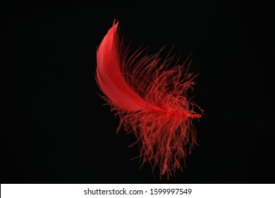 Beautiful Red Bird Feather Pattern For Design Texture. Isolated On Black Background