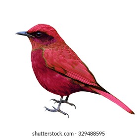 Beautiful Red Bird Fully Standing Isolated On White Background, Exotic Red Bird