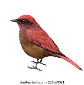 Beautiful Red Bird Isolated On White Background