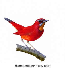 Beautiful Red Bird Isolated Standing On Branch With White Background, Red Bird.
