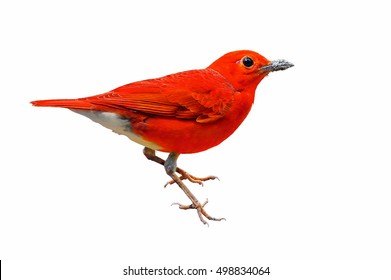 Bird White Background Images, Stock Photos & Vectors | Shutterstock