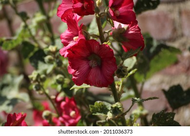 Beautiful Red In Blooming Stick Rose