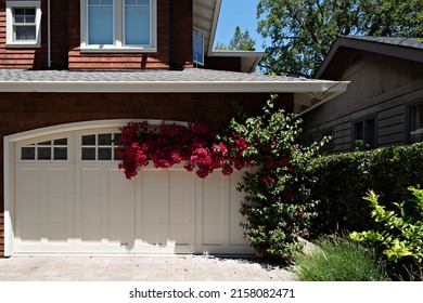 Beautiful Red Bougainvillea Climbs Over A Two Car Garage Door