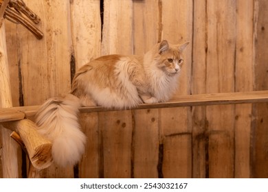 Beautiful red brown tabby Maine Coon Cat Breed male is sitting inside on the wooden shelf. Gentle natured and friendly cats, making them good companions.Large size domestic cat with long, bushy tail.  - Powered by Shutterstock