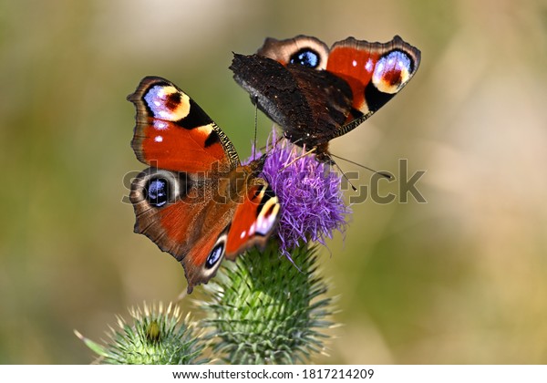 Beautiful red butterflies on a pink flowering\
thistle. Selective focus with soft bokeh background. Aglais io,\
peacock butterfly.