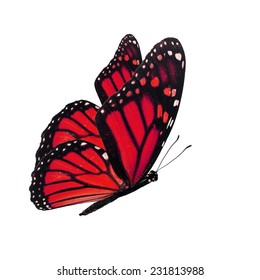 187,138 Butterflies flying Images, Stock Photos & Vectors | Shutterstock