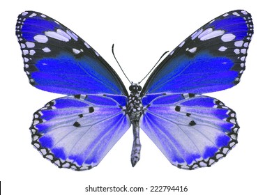 Beautiful Red Butterfly Isolated On White Stock Photo 222794416 ...