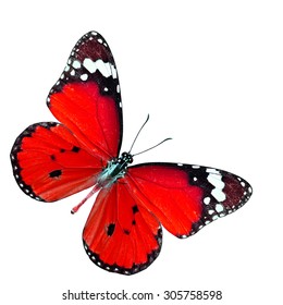 Beautiful red butterfly stretched wings isolated on white background in fancy color