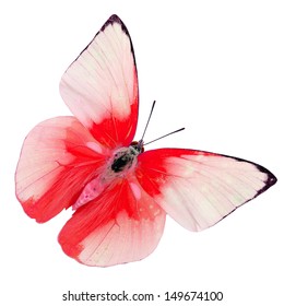 Beautiful Red Cabbage Butterfly, Red Indian Butterfly Isolated On White Background