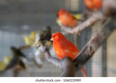 Beautiful Red Canary Singing Bird