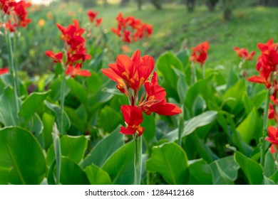 Beautiful red canna lily with green leaves in background