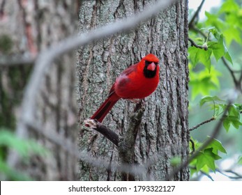 Beautiful Red Cardinal Sitting On A Broken Tree Limb