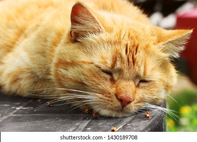 British Shorthair Golden Retriever Playing Images Stock Photos