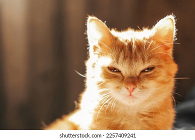 Beautiful red cat close-up. The cat is looking at the camera - Powered by Shutterstock