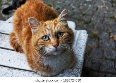 Smokegrey Colored Turkish Angora Cat Sitting Stock Photo Shutterstock