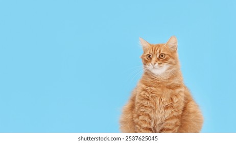 Beautiful red Cat looks away. Ginger Cat close up. Cute fluffy Kitten. Kitten on a blue background. Animal care. Animal background. World Pet day. Pet store poster design.  Indoor cat. Copy space.  - Powered by Shutterstock