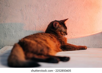 Beautiful red cat on the white background cloesup portrait. Domestic animals and pets