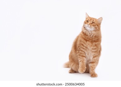 Beautiful red Cat sits and looks away. Cat close up. Cute fluffy Kitten. Kitten on a white background. Pet. Animal care. Animal background. Place for text. Domestic  ginger cat. Copy space