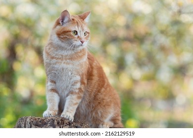 Beautiful Red Cat Sitting On Tree Stump In Spring Garden And Staring, Pet Walking In The Yard Rural Scene