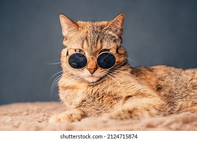 A beautiful red cat in sunglasses poses for the camera. - Powered by Shutterstock