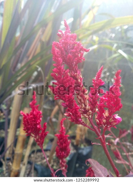 Beautiful Red Celosia Dragons Breath Flower Stock Photo Edit Now