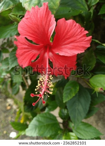 Beautiful Red chembarathi flower, Hibiscus rosa-sinensis, Chinese hibiscus,China rose, Hawaiian hibiscus,  rose mallow and shoeblack plant is a species of tropical hibiscus