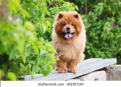 beautiful red chow chow dog standing on a bench - Shutterstock ID 281397143