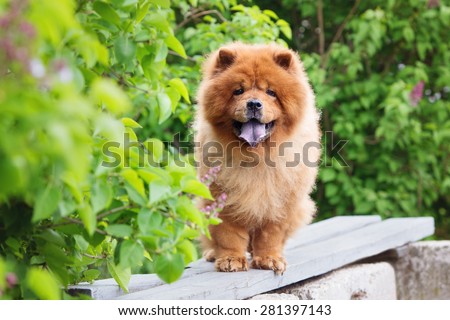 beautiful red chow chow dog standing on a bench Сток-фото © 