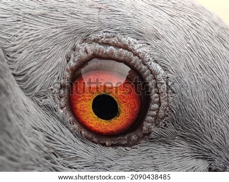 Gefangenschaft Auge Vogel