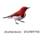 Beautiful red colorful bird on white background