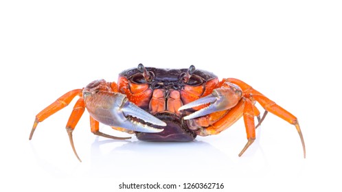 Beautiful Red Crab Isolated On White Stock Photo 1260362716 | Shutterstock