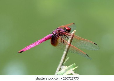 Beautiful Red Crimson Marsh Glider Standing On The Straw(Trithemis Aurora)