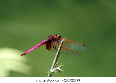 Beautiful Red Crimson Marsh Glider Standing On The Straw(Trithemis Aurora)