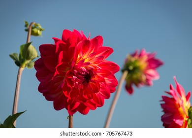 Beautiful Red Dahlia On A Field Of Flowers