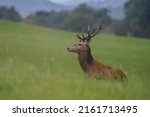 Beautiful red deer in the nature habitat. Wildlife scene from european nature. Cervus elaphus. Portrait of a stag. period of deer rut in the Lusatian mountains