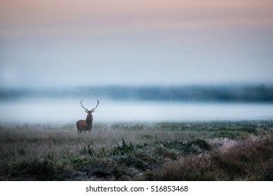 Beautiful red deer stag on the field near the foggy misty forest landscape in autumn in Belarus.