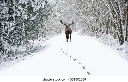 Beautiful red deer stag in snow covered Winter forest landscape