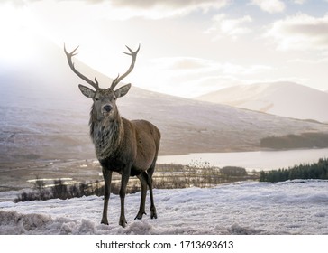 A beautiful red deer standing in front of a snowy landscape with a beautiful snowed background 