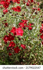 Beautiful Red Dianthus Grow In Home Flower Garden