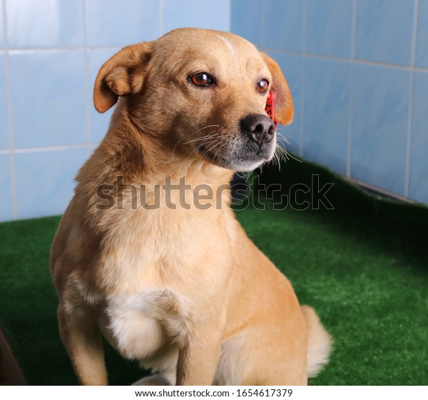 美しい赤い犬 生姜犬茶色の犬の表情豊かな表情 おかしな赤い犬の写真撮影 の写真素材 今すぐ編集