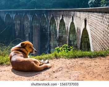 Beautiful red dog laying on the ground with famous Nine Arch bridge in Sri Lanka on background with shallow depth of field