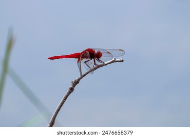 A beautiful red dragonfly that lives near the pond - Powered by Shutterstock