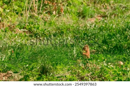 Similar – Foto Bild Ein europäisches Eichhörnchen sitzt auf einem Futterhäuschen im Wald und frisst Nahrung