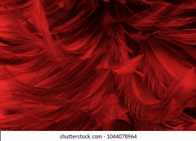 Beautiful Red Feather Pattern Texture Background