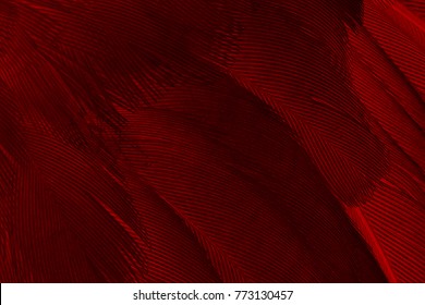 Beautiful red feather pattern texture background