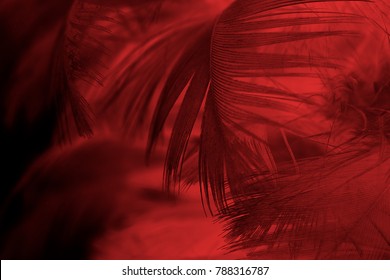 Beautiful Red Feather Pattern Texture Background