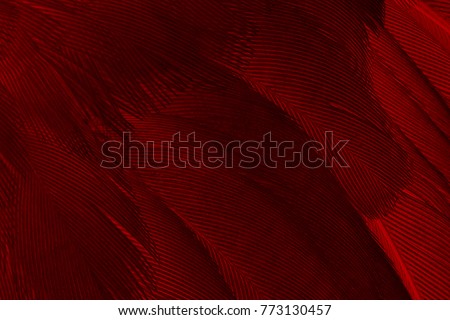 Beautiful red feather pattern texture background