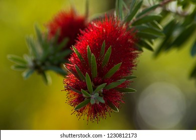 
A beautiful red flower